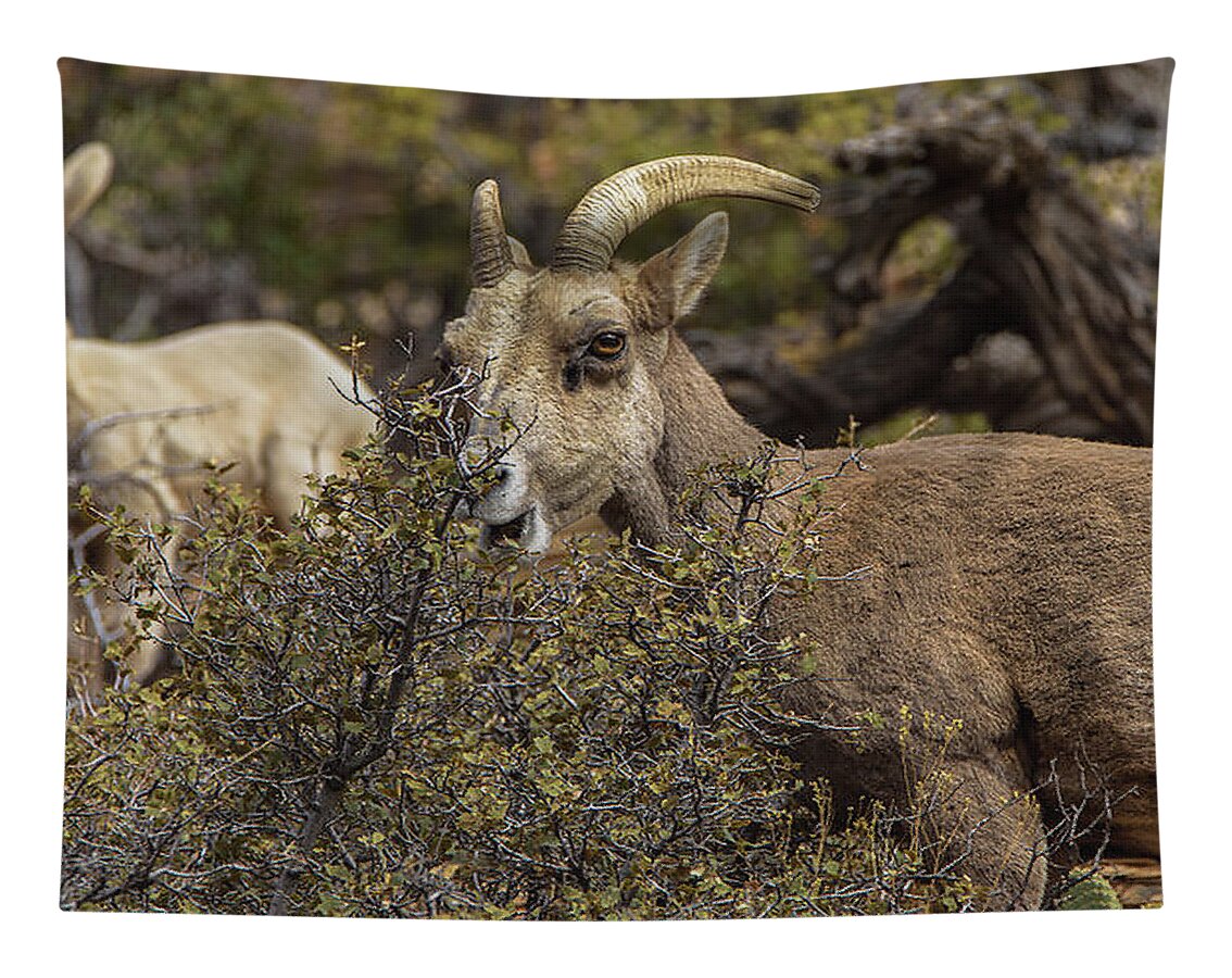 Mountain Goats in Natural Habitat Tapestry