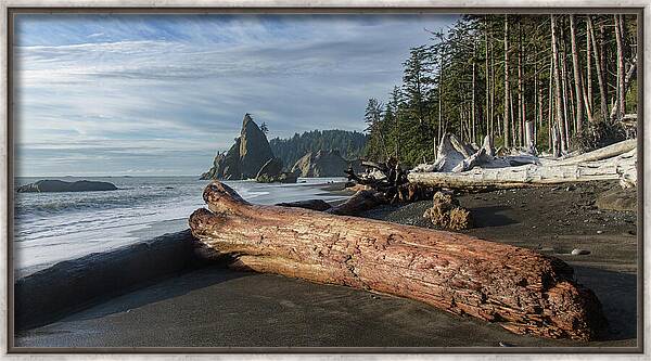 Driftwood on a Pebbled Beach Framed Print