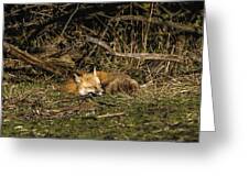 Peaceful Fox In Sunlit Meadow Greeting Card