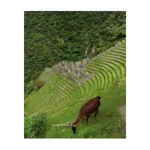 Winay Wayna with Grazing Llama by Brandon Wichmann