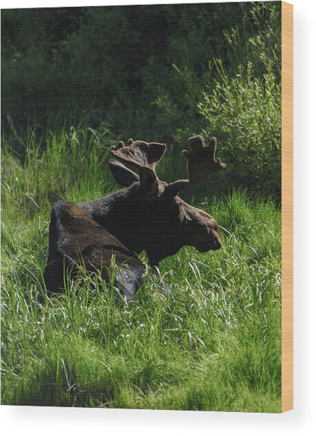 Moose Resting In Sunlit Meadow In Grand Teton National Park Wood Print