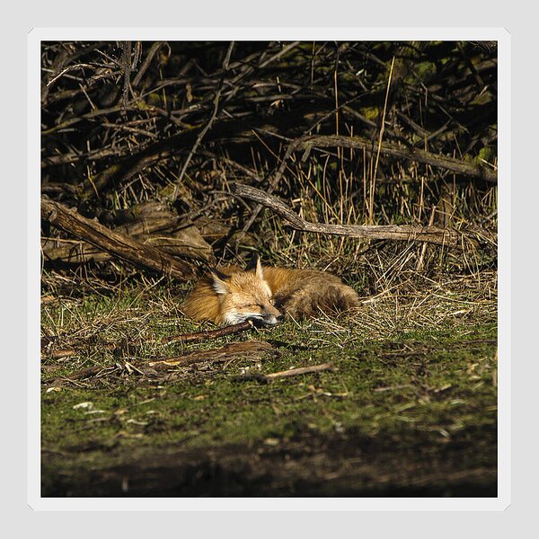 Peaceful Fox In Sunlit Meadow Sticker