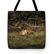 Peaceful Fox in Sunlit Meadow Tote Bag by Brandon Wichmann