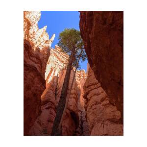 Tree Reaches Skyward in Bryce Canyon National Park by Brandon Wichmann