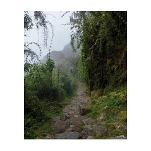 Misty Forest Pathway on the Inca Trail by Brandon Wichmann