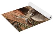 Big Horn Sheep Agile Descent In Zion National Park Yoga Mat