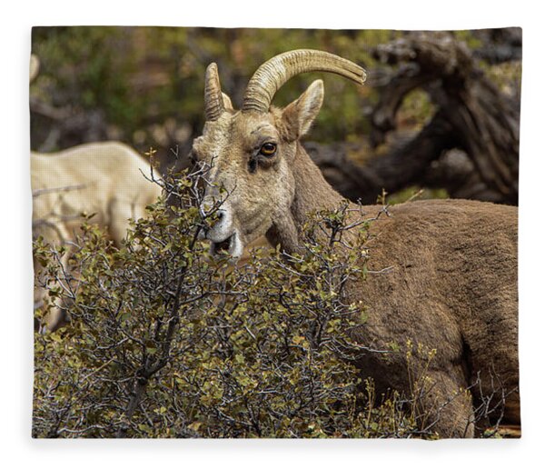 Mountain Goats in Natural Habitat Fleece Blanket