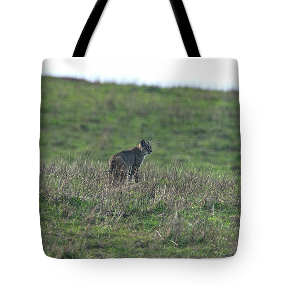 Bobcat in Grassy Field Tote Bag