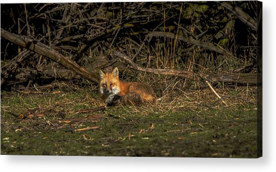 Fox Resting In Sunlit Clearing Acrylic Print