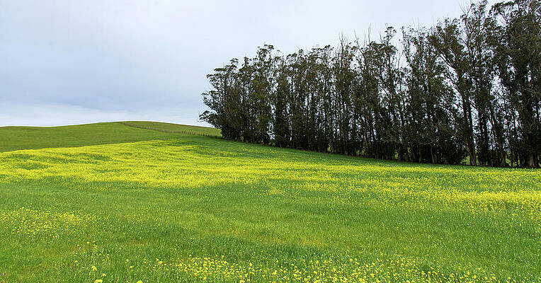 Sky Wall Art featuring the photograph Rolling Hills With Blooming Wildflowers by Brandon Wichmann