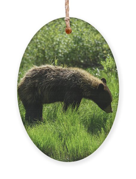 Solitary Bear In Grand Teton National Park Ornament
