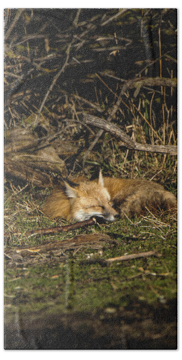 Peaceful Fox In Sunlit Meadow Bath Towel