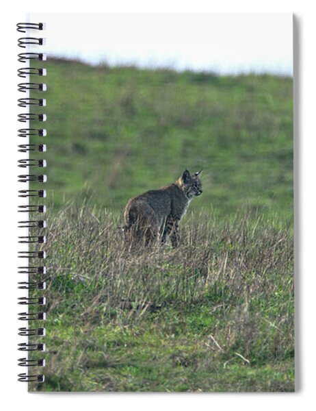 Bobcat in Grassy Field Spiral Notebook