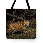 Fox In Sunlit Forest Clearing Tote Bag