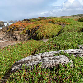 Coastal Landscape with Driftwood by Brandon Wichmann