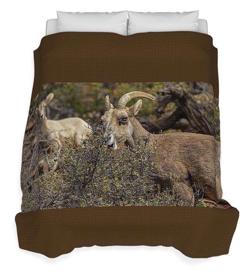 Bighorn Sheep in Zion National Park Duvet Cover by Brandon Wichmann