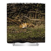 Peaceful Fox in Sunlit Meadow Shower Curtain by Brandon Wichmann