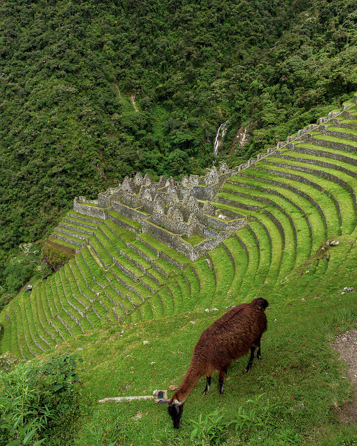 Winay Wayna with Grazing Llama