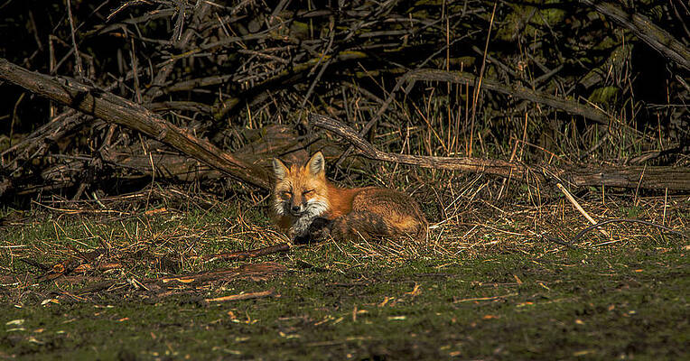 Nature Wall Art featuring the photograph Fox Resting In Sunlit Clearing by Brandon Wichmann