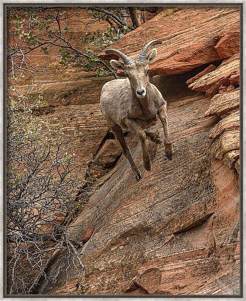 Big Horn Sheep Agile Descent In Zion National Park Framed Print