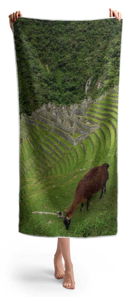 Winay Wayna With Grazing Llama Beach Towel