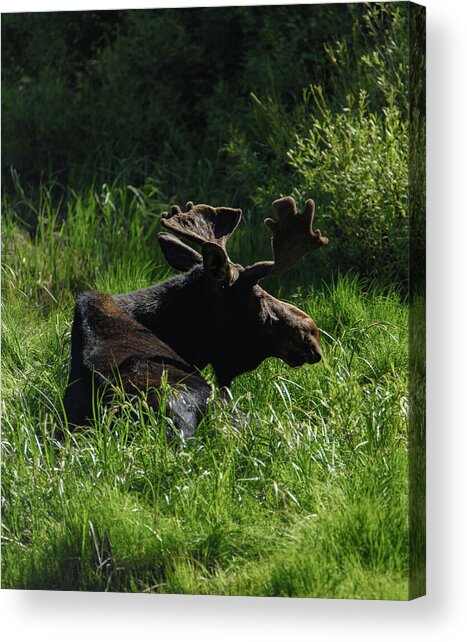 Moose Resting In Sunlit Meadow In Grand Teton National Park Acrylic Print