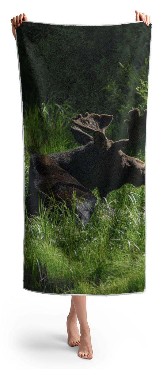 Moose Resting In Sunlit Meadow In Grand Teton National Park Beach Towel