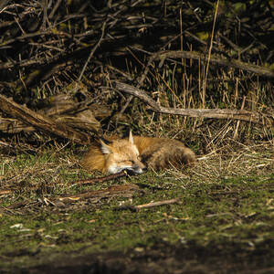 Peaceful Fox in Sunlit Meadow by Brandon Wichmann