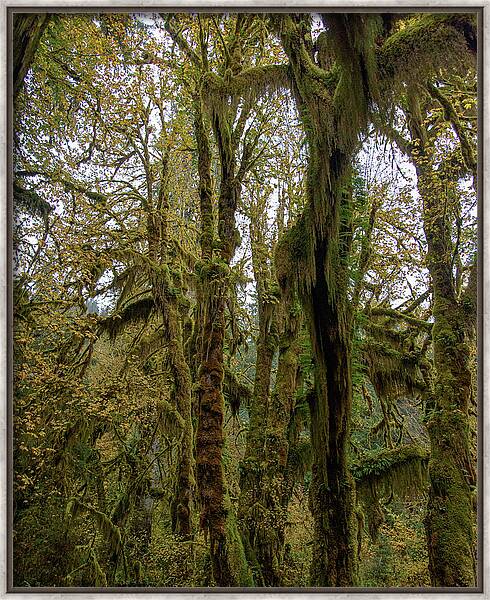 Moss-Covered Trees in a Dense Forest Framed Print