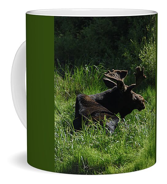 Moose Resting In Sunlit Meadow In Grand Teton National Park Coffee Mug