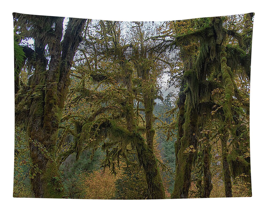 Moss-Covered Forest Trees Tapestry