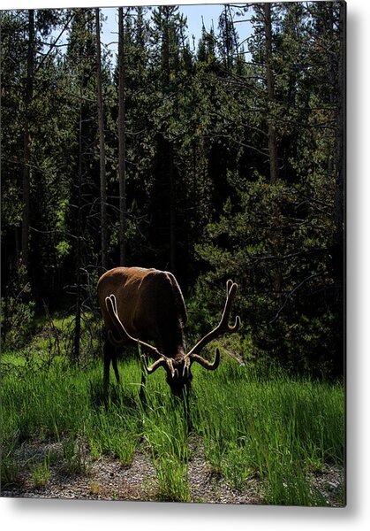 Elk Grazing In A Sunlit Forest In Grand Teton National Park Metal Print