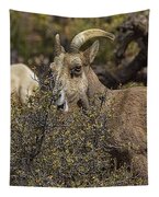 Bighorn Sheep in Zion National Park Tapestry by Brandon Wichmann