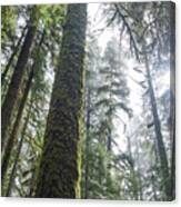 Majestic Forest Canopy In Olympic National Park Canvas Print
