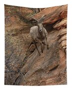Big Horn Sheep Agile Descent In Zion National Park Tapestry