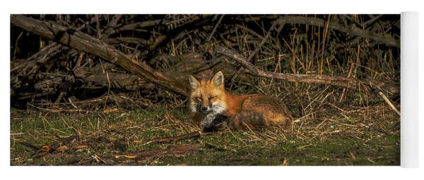 Fox Resting In Sunlit Clearing Yoga Mat