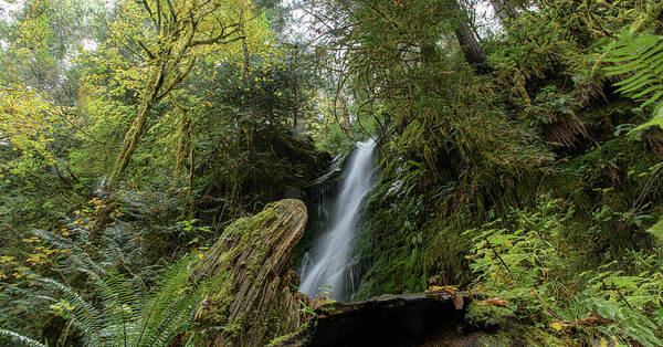 Serene Waterfall in Lush Forest Art Print