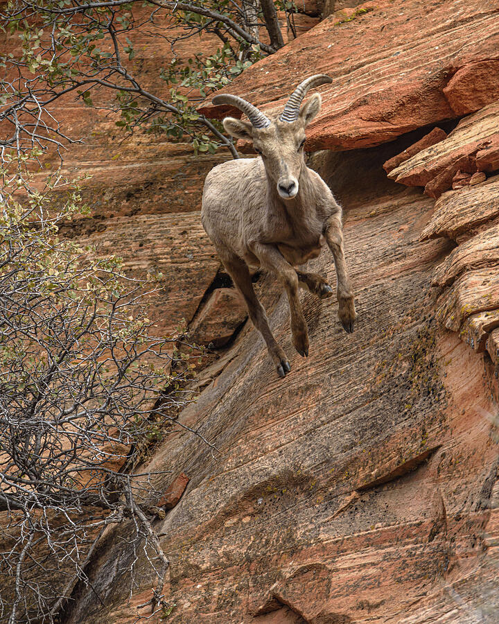 Big Horn Sheep Agile Descent in Zion National Park Photograph by Brandon Wichmann