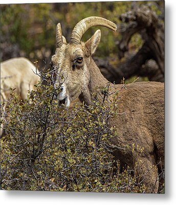 Bighorn Sheep in Zion National Park Metal Print by Brandon Wichmann