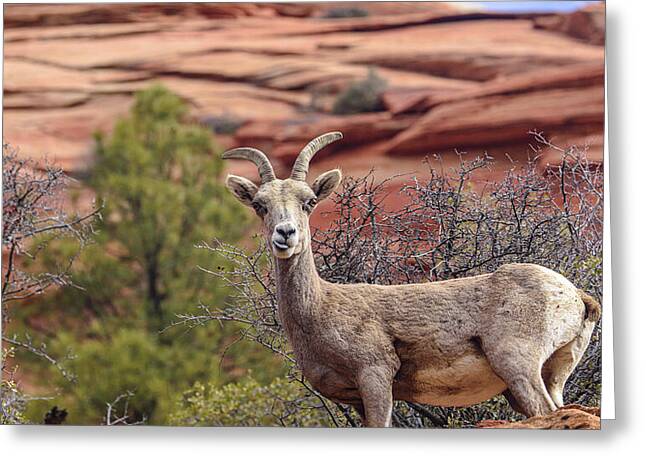 Shop for Wildlife Greeting Cards