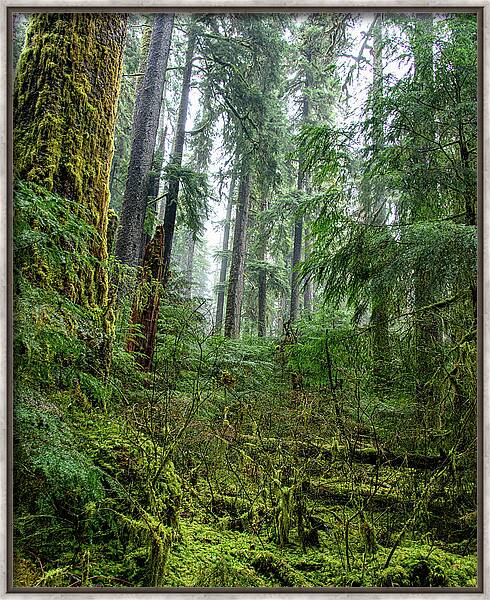Misty Forest Silhouettes In Olympic National Park Framed Print