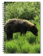 Solitary Bear In Grand Teton National Park Spiral Notebook
