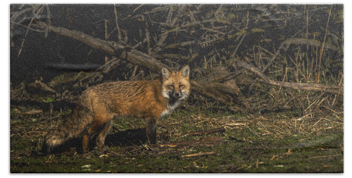 Fox In Sunlit Forest Clearing Hand Towel