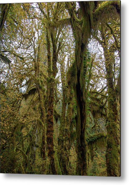 Moss-Covered Trees in a Dense Forest Metal Print