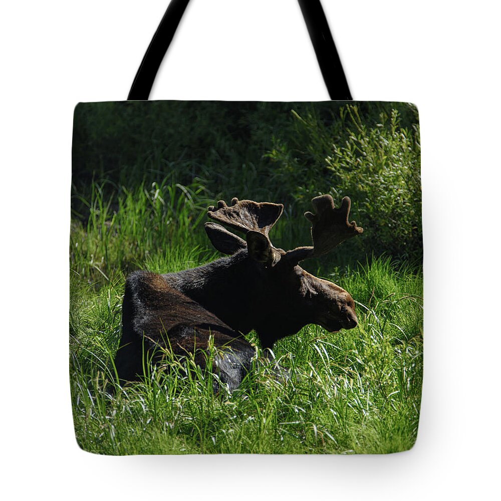 Moose Resting In Sunlit Meadow In Grand Teton National Park Tote Bag