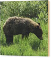 Solitary Bear In Grand Teton National Park Wood Print