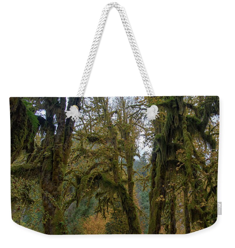 Moss-Covered Forest Trees Weekender Tote Bag