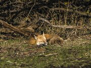 Peaceful Fox In Sunlit Meadow Jigsaw Puzzle