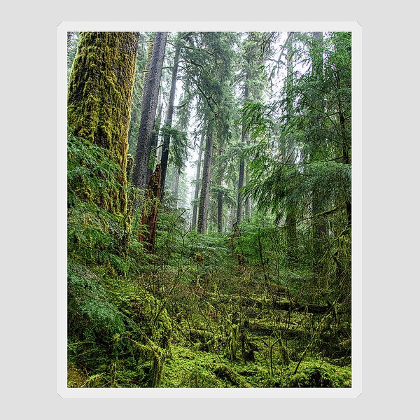Misty Forest Silhouettes In Olympic National Park Sticker