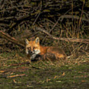 Fox Resting In Sunlit Clearing Art Print